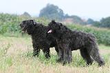 BOUVIER DES FLANDRES 420